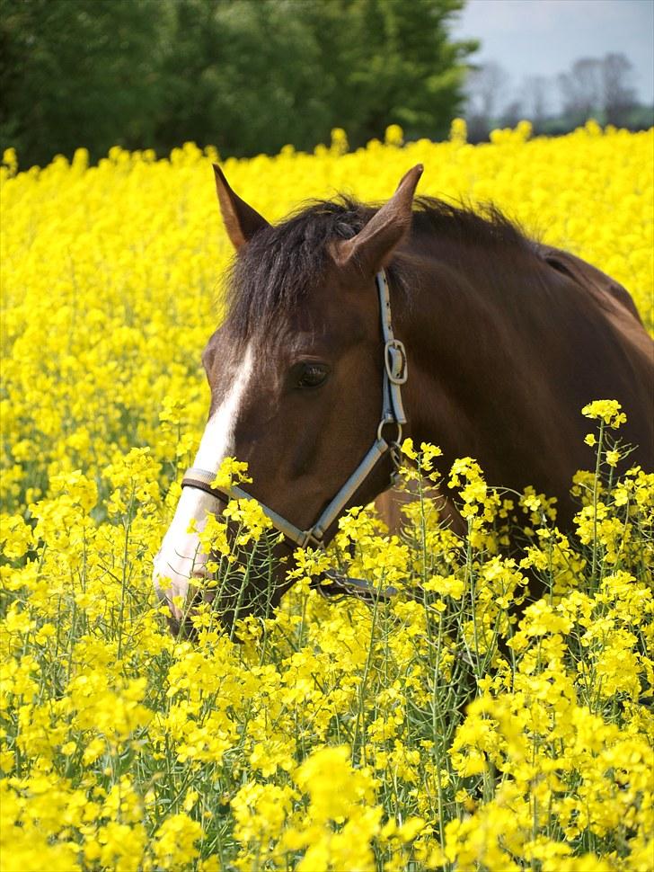Gul Mark med 5 flotte ponyer! billede 8