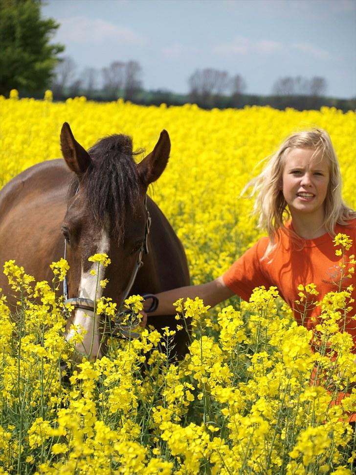 Gul Mark med 5 flotte ponyer! billede 9