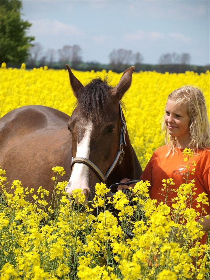 Gul Mark med 5 flotte ponyer! billede 10