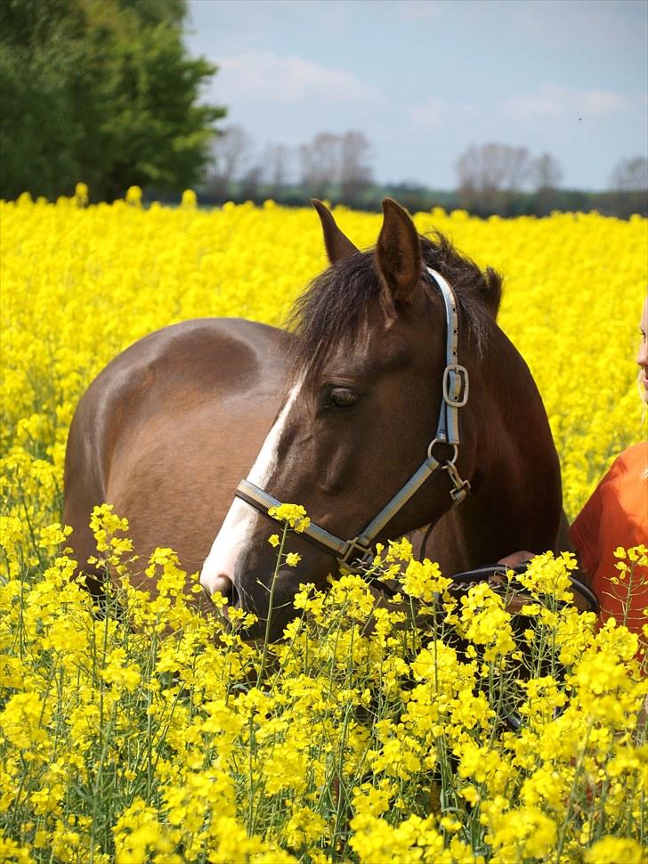 Gul Mark med 5 flotte ponyer! billede 11