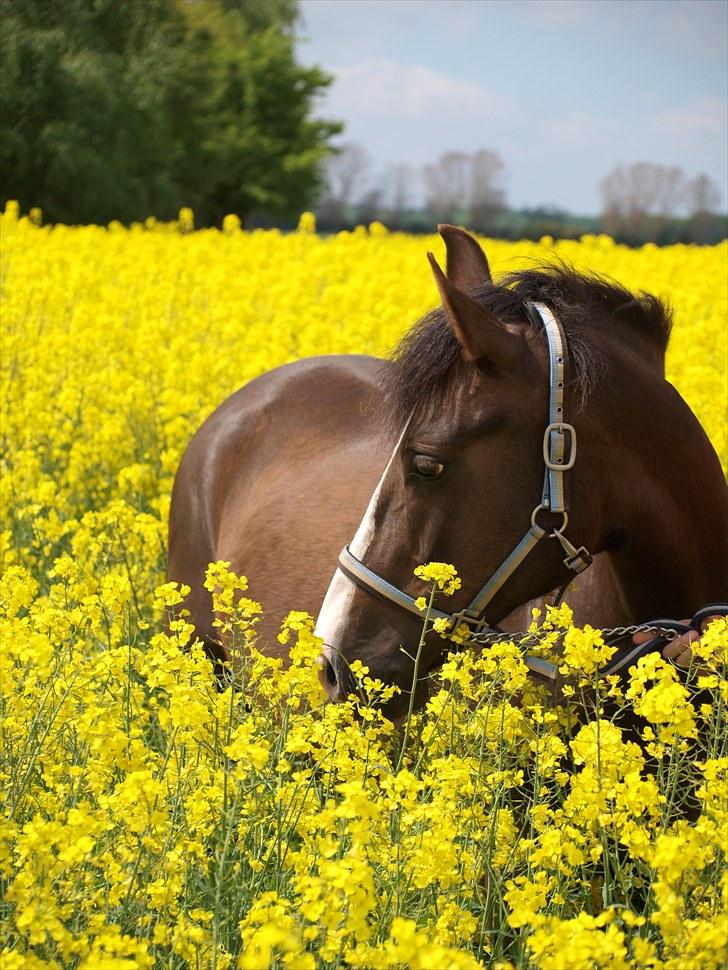 Gul Mark med 5 flotte ponyer! billede 12