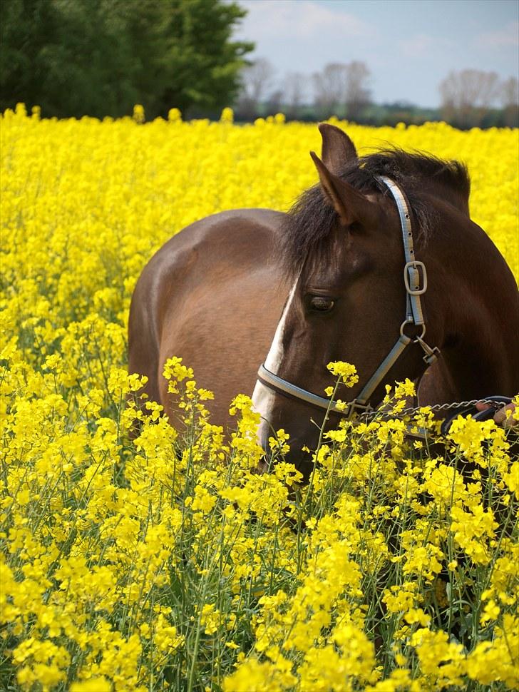 Gul Mark med 5 flotte ponyer! billede 13