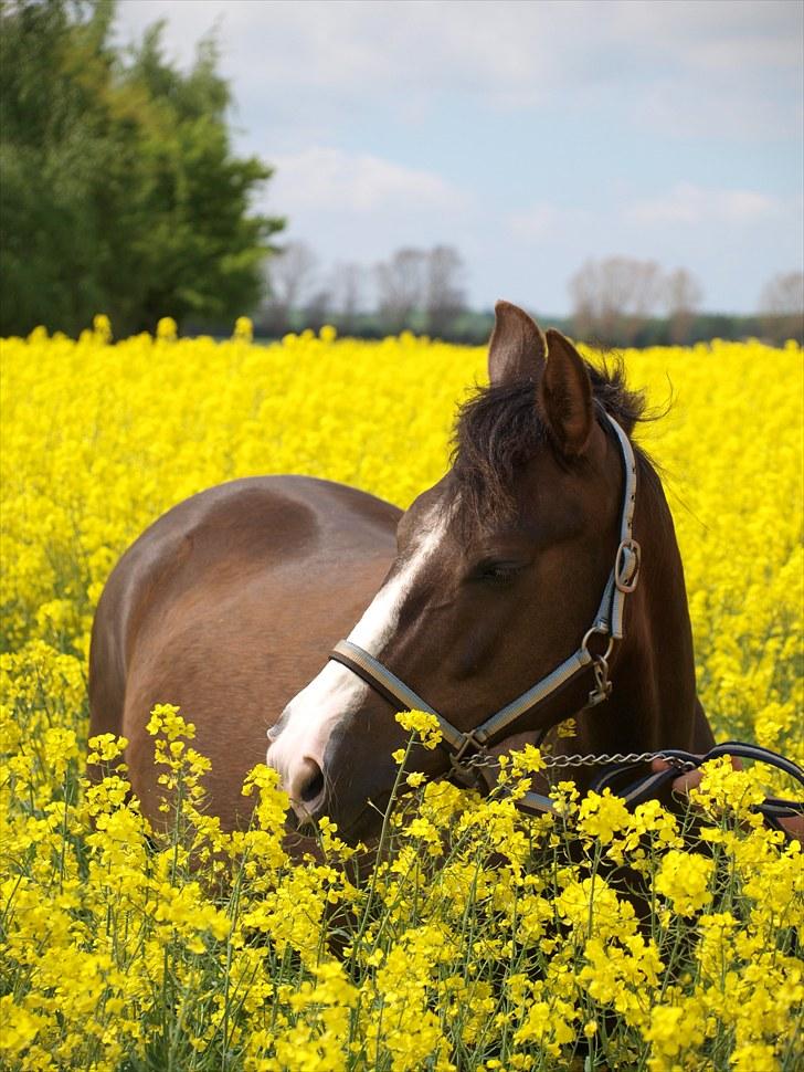 Gul Mark med 5 flotte ponyer! billede 14