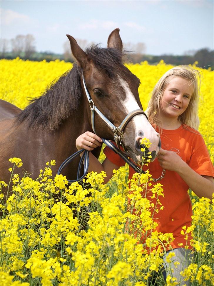 Gul Mark med 5 flotte ponyer! billede 15