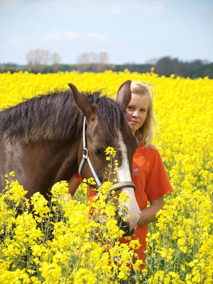 Gul Mark med 5 flotte ponyer! billede 16