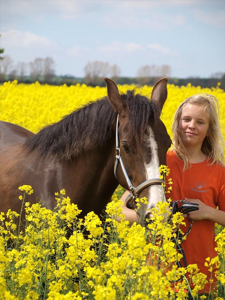 Gul Mark med 5 flotte ponyer! billede 17