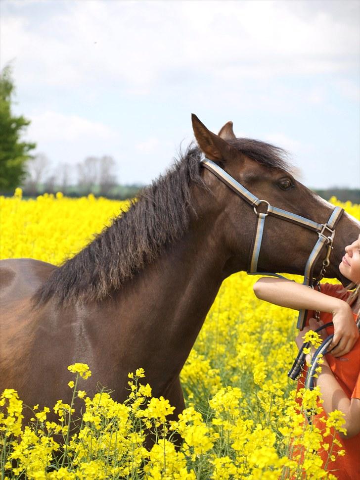 Gul Mark med 5 flotte ponyer! billede 18