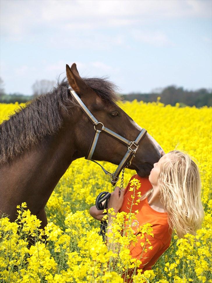 Gul Mark med 5 flotte ponyer! billede 19