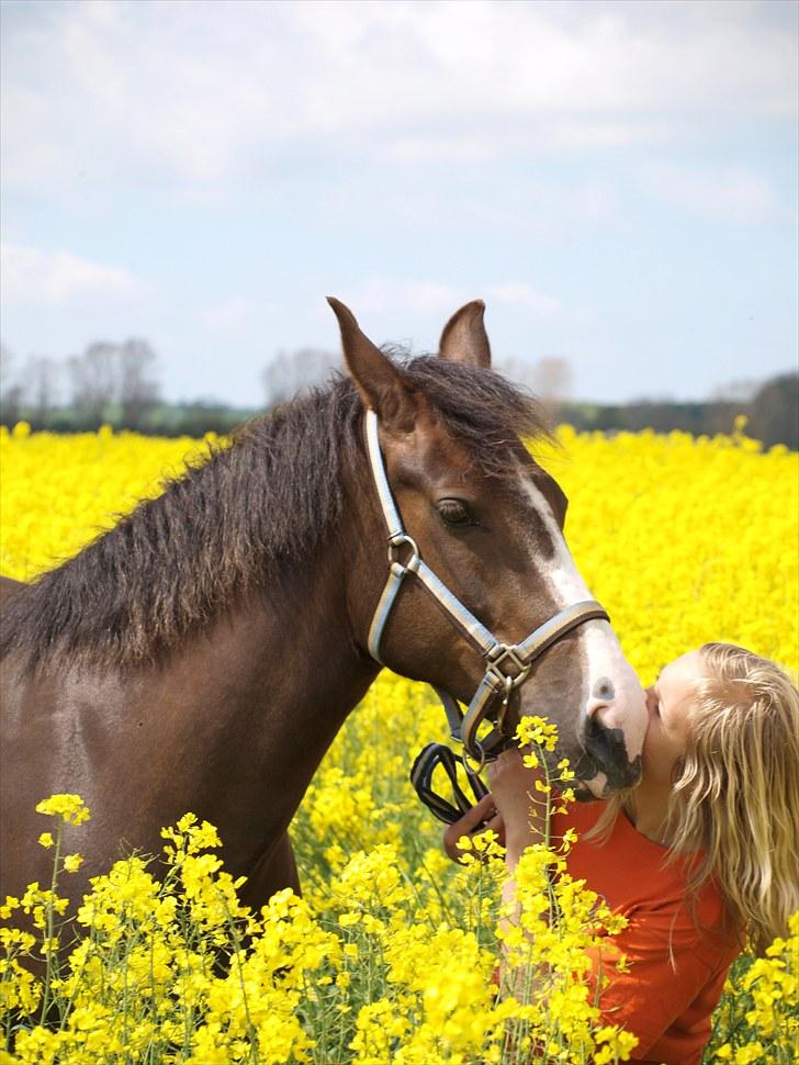 Gul Mark med 5 flotte ponyer! billede 20