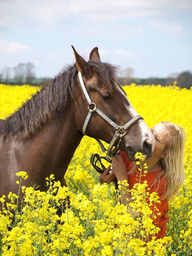 Gul Mark med 5 flotte ponyer! billede 21