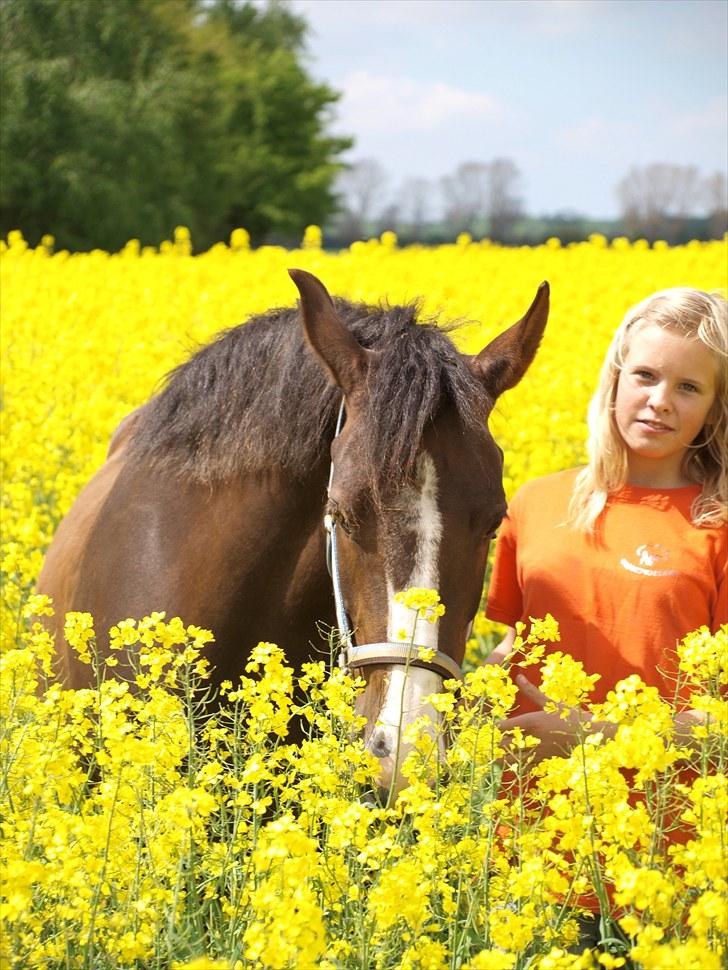 Gul Mark med 5 flotte ponyer! billede 22