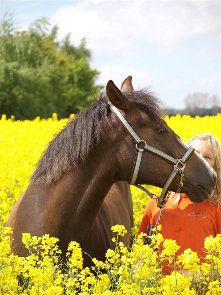 Gul Mark med 5 flotte ponyer! billede 23