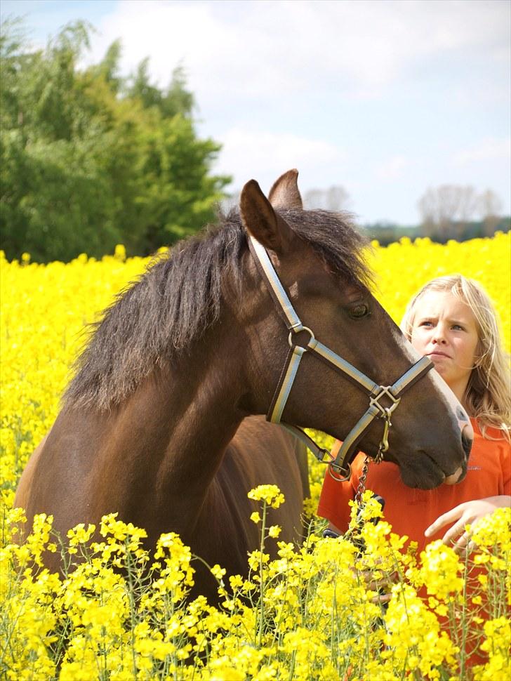 Gul Mark med 5 flotte ponyer! billede 24