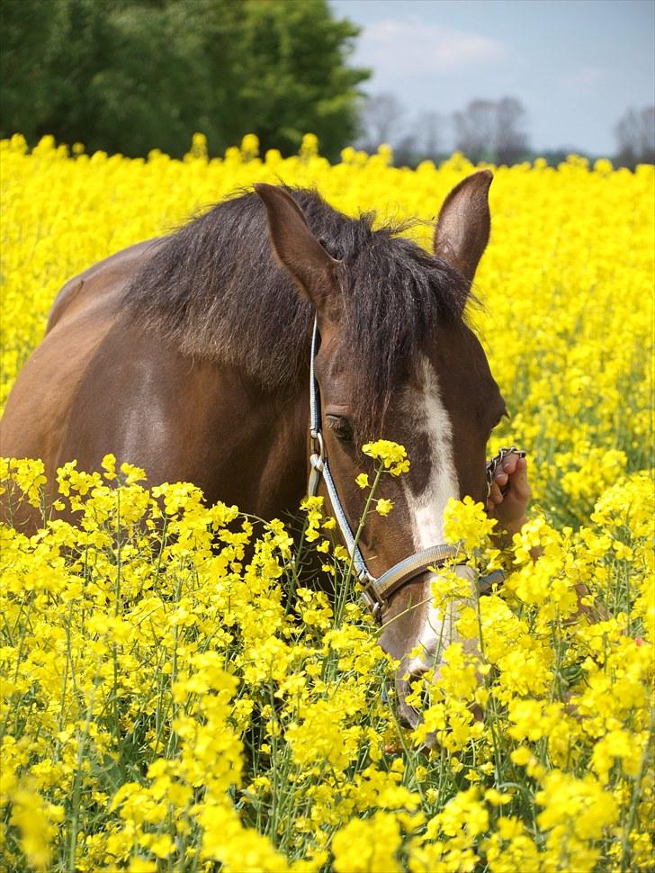 Gul Mark med 5 flotte ponyer! billede 25