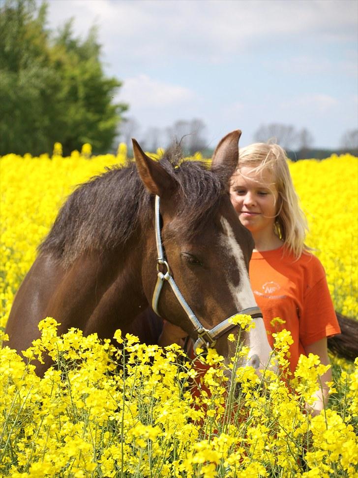 Gul Mark med 5 flotte ponyer! billede 26