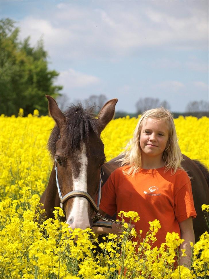 Gul Mark med 5 flotte ponyer! billede 27