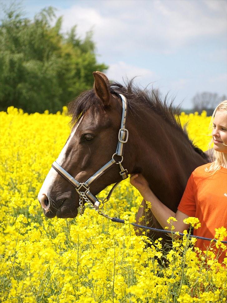 Gul Mark med 5 flotte ponyer! billede 28