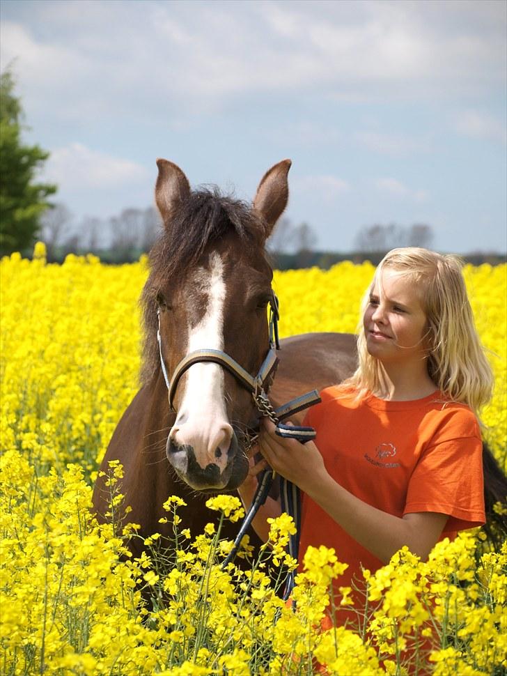 Gul Mark med 5 flotte ponyer! billede 29