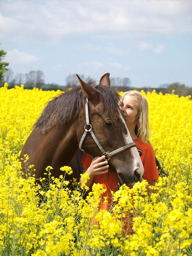 Gul Mark med 5 flotte ponyer! billede 30