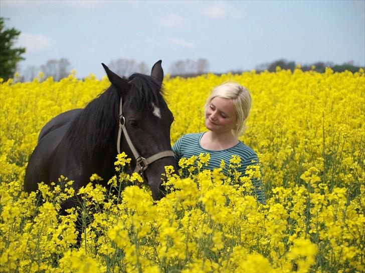 Gul Mark med 5 flotte ponyer! billede 31