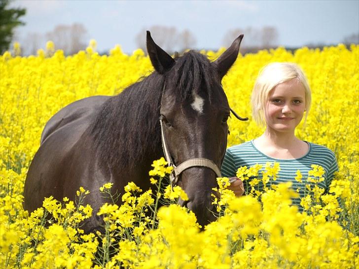 Gul Mark med 5 flotte ponyer! billede 32