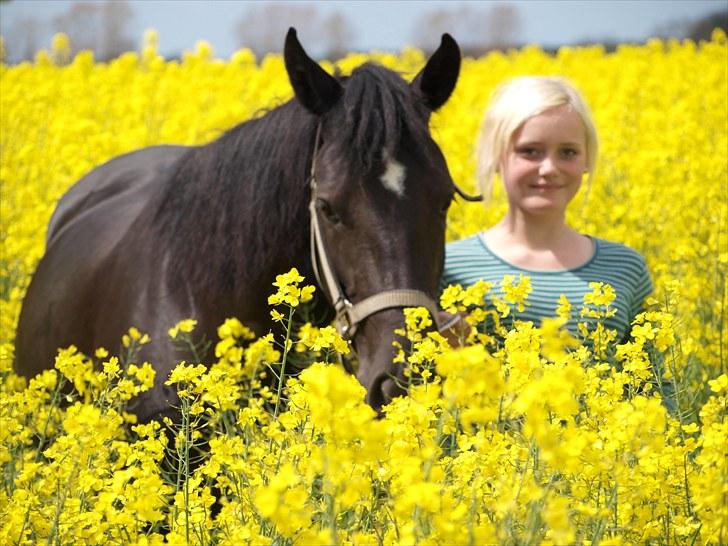 Gul Mark med 5 flotte ponyer! billede 33