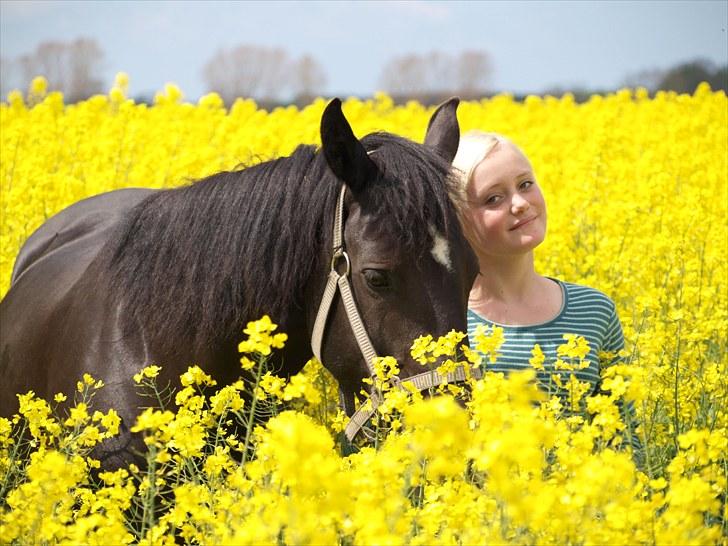 Gul Mark med 5 flotte ponyer! billede 34