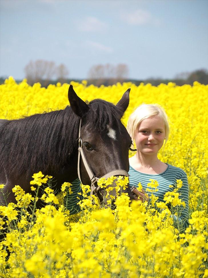 Gul Mark med 5 flotte ponyer! billede 35