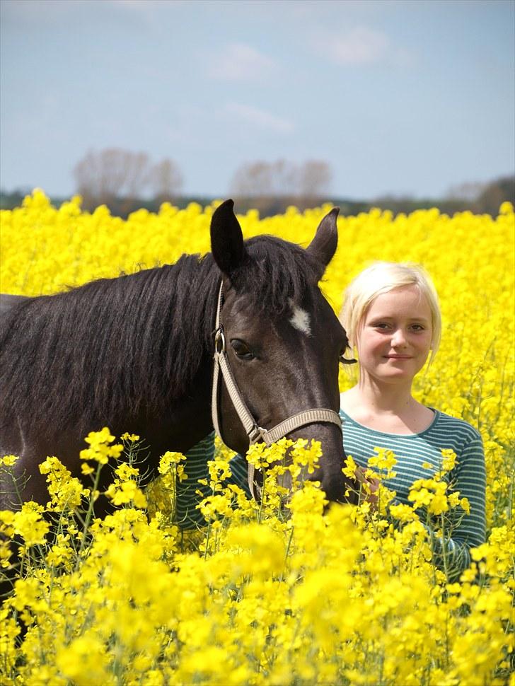 Gul Mark med 5 flotte ponyer! billede 36