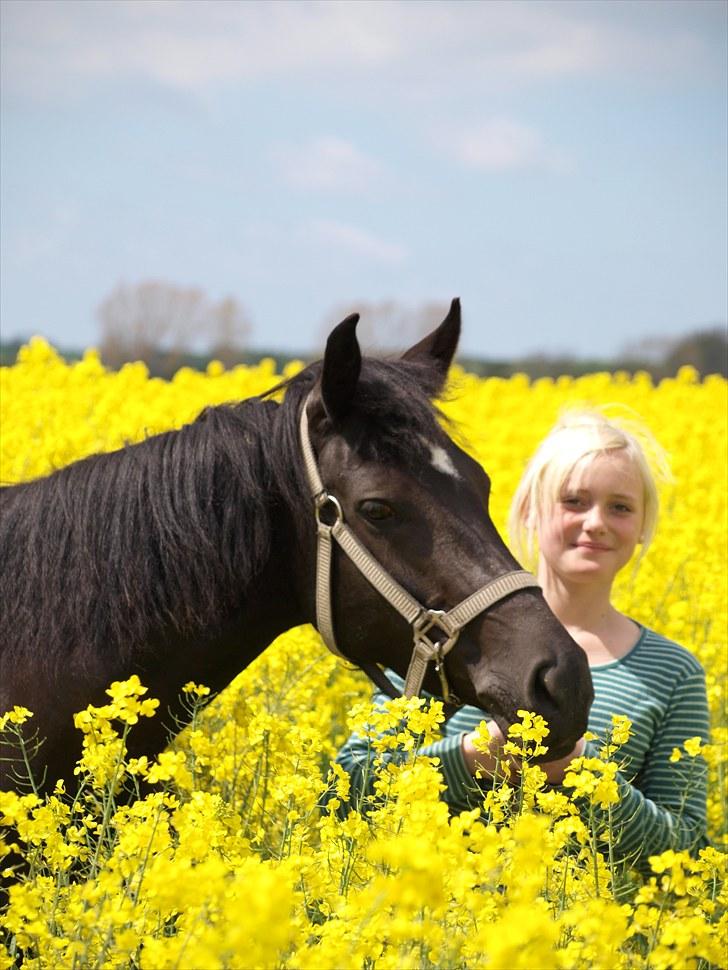 Gul Mark med 5 flotte ponyer! billede 38