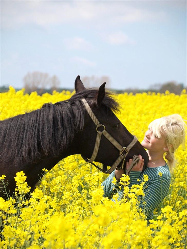 Gul Mark med 5 flotte ponyer! billede 40