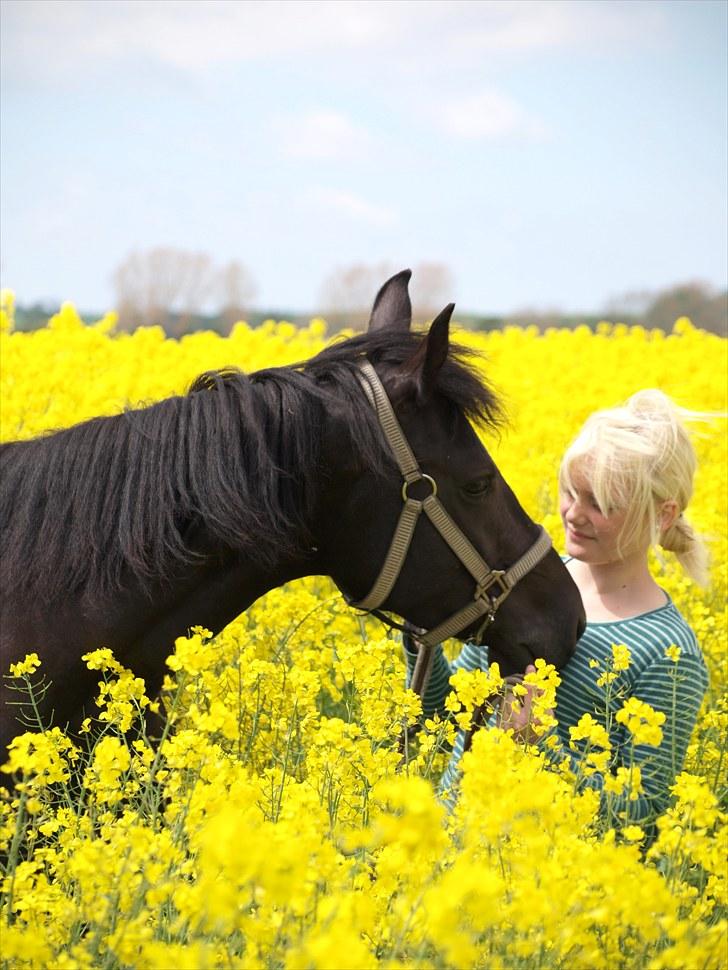 Gul Mark med 5 flotte ponyer! billede 41