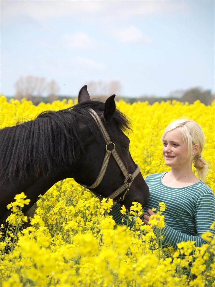 Gul Mark med 5 flotte ponyer! billede 42