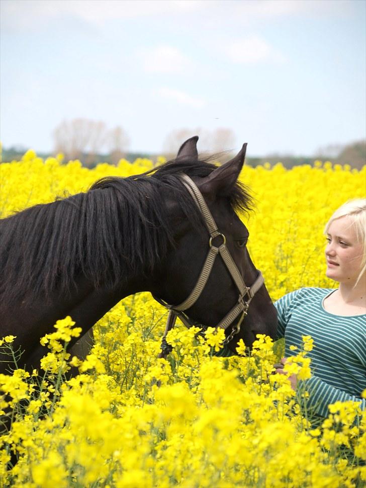 Gul Mark med 5 flotte ponyer! billede 43