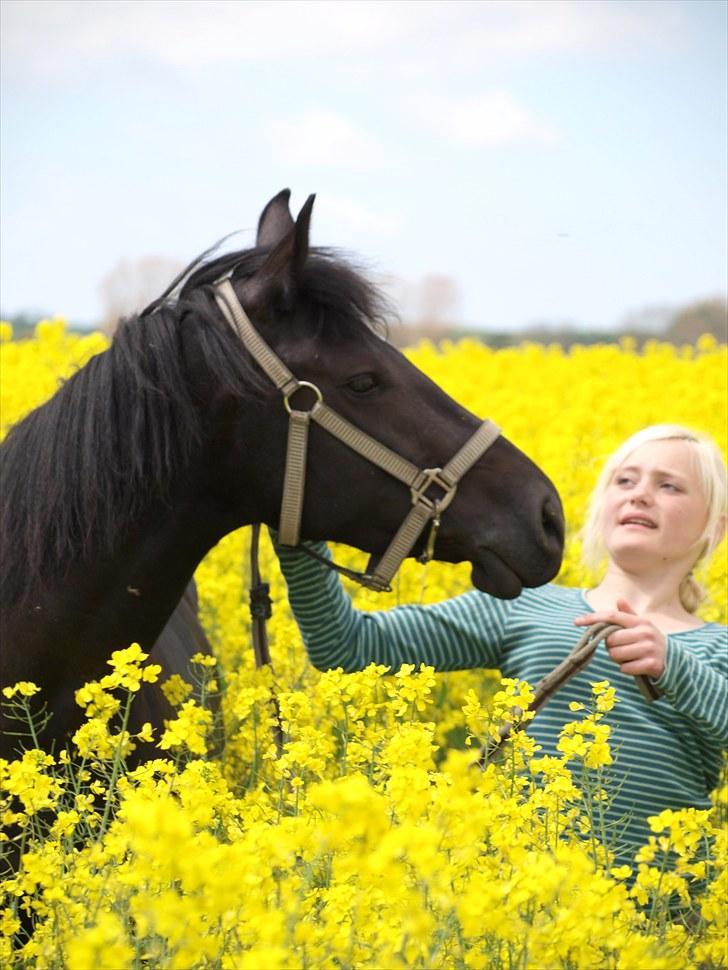 Gul Mark med 5 flotte ponyer! billede 44