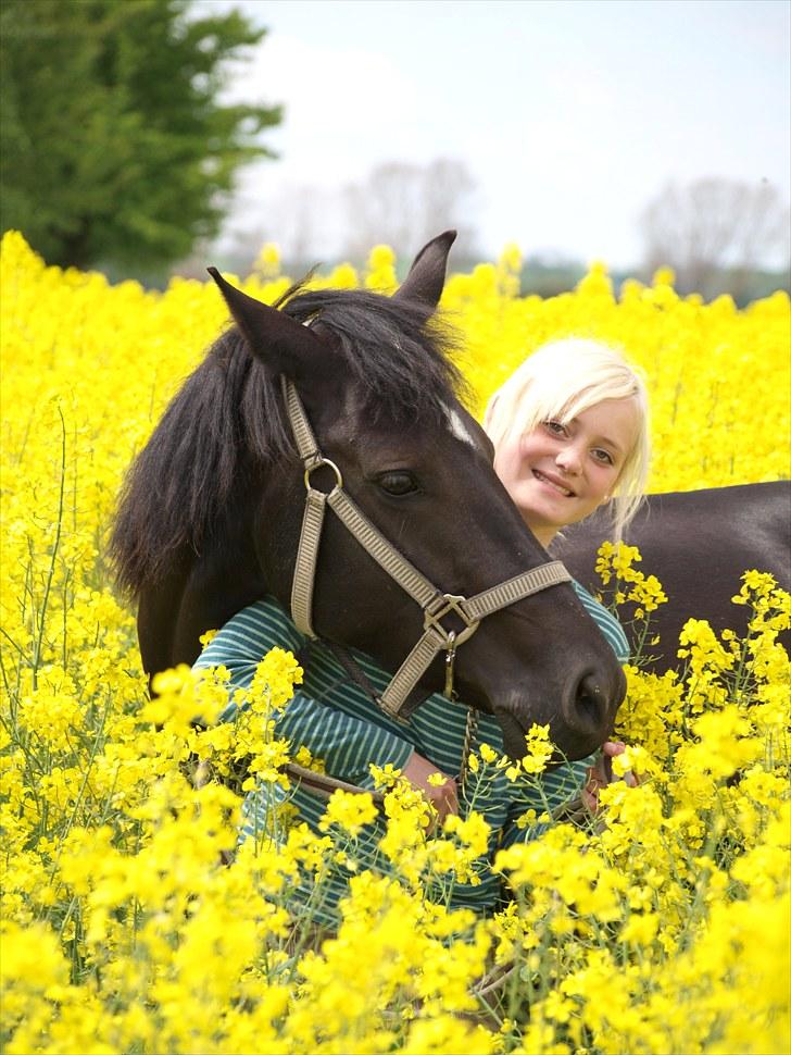 Gul Mark med 5 flotte ponyer! billede 45