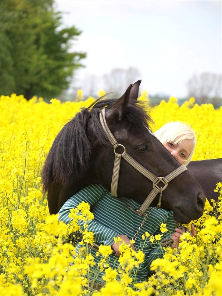 Gul Mark med 5 flotte ponyer! billede 46