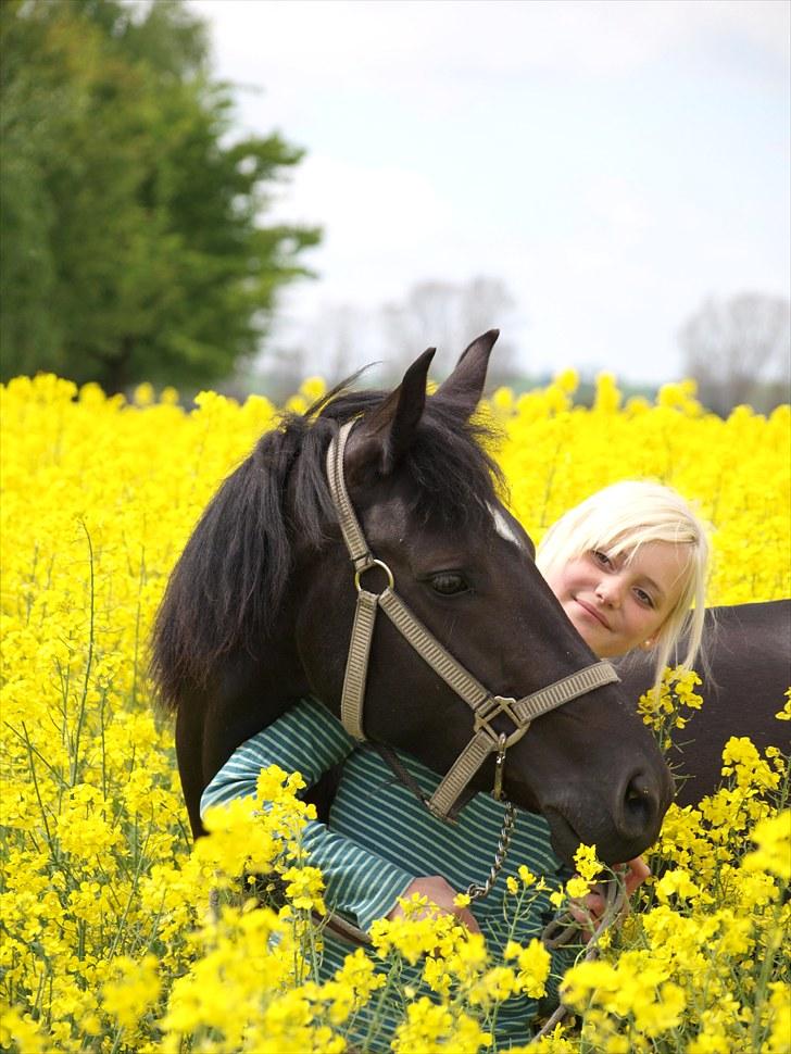 Gul Mark med 5 flotte ponyer! billede 47