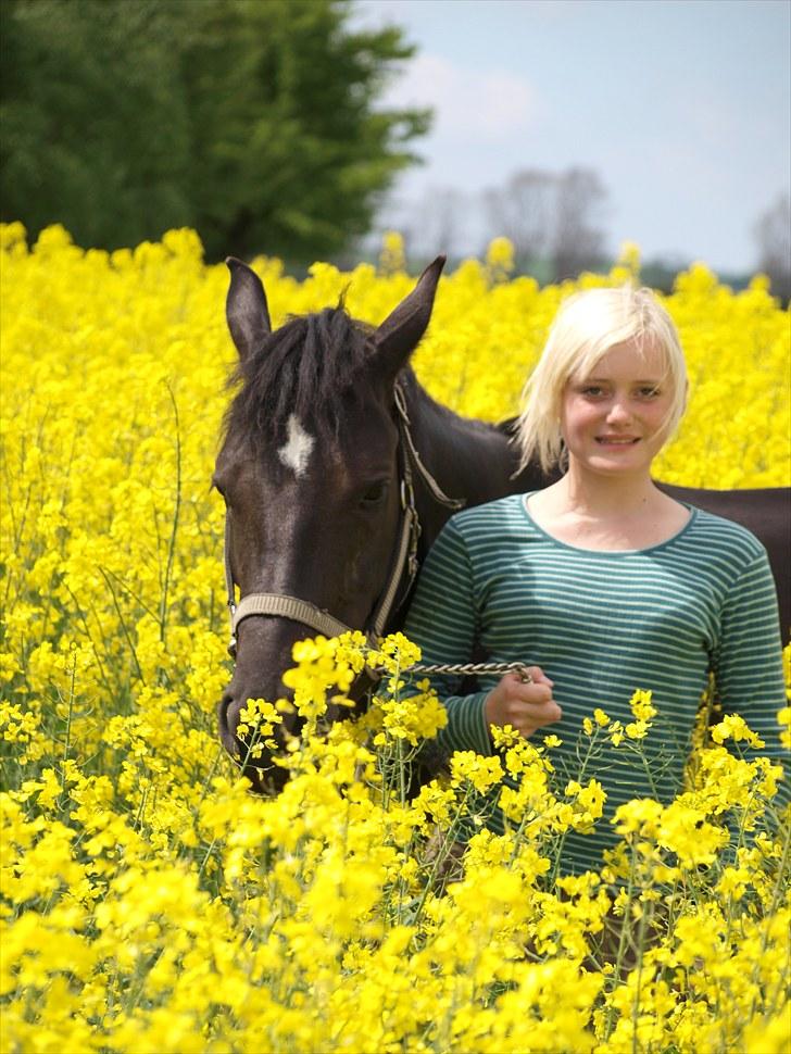 Gul Mark med 5 flotte ponyer! billede 48