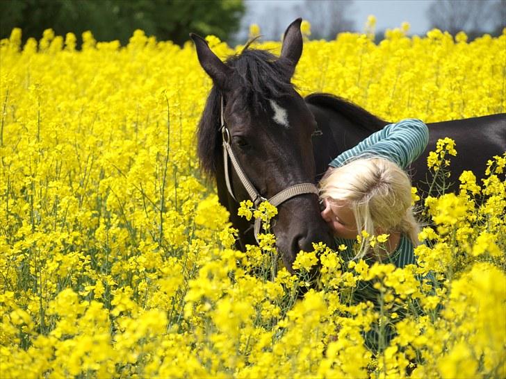 Gul Mark med 5 flotte ponyer! billede 49