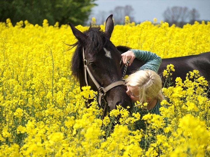 Gul Mark med 5 flotte ponyer! billede 50