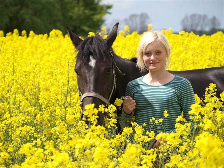 Gul Mark med 5 flotte ponyer! billede 51