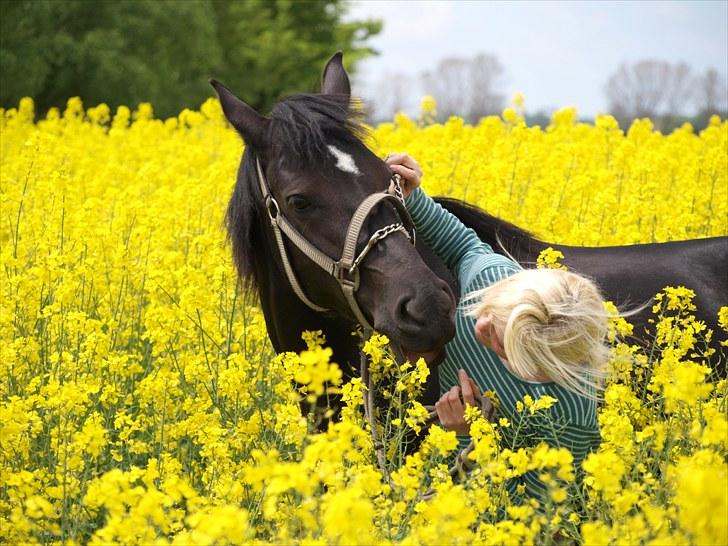 Gul Mark med 5 flotte ponyer! billede 53
