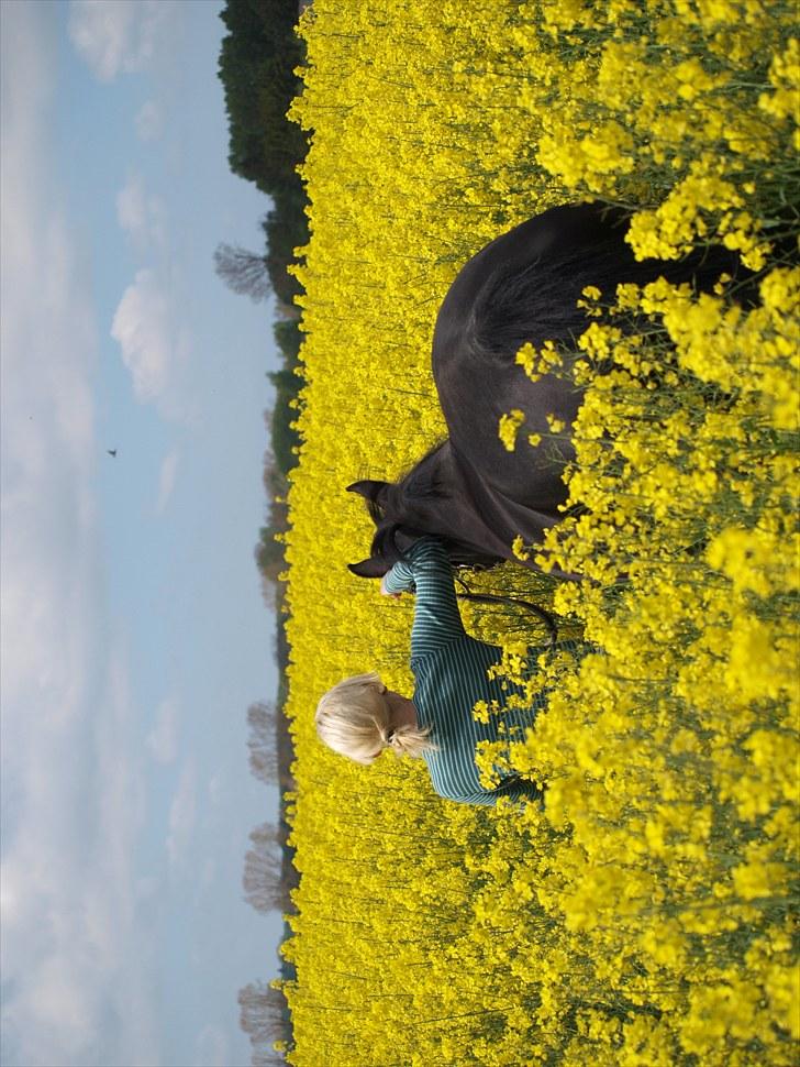 Gul Mark med 5 flotte ponyer! billede 54