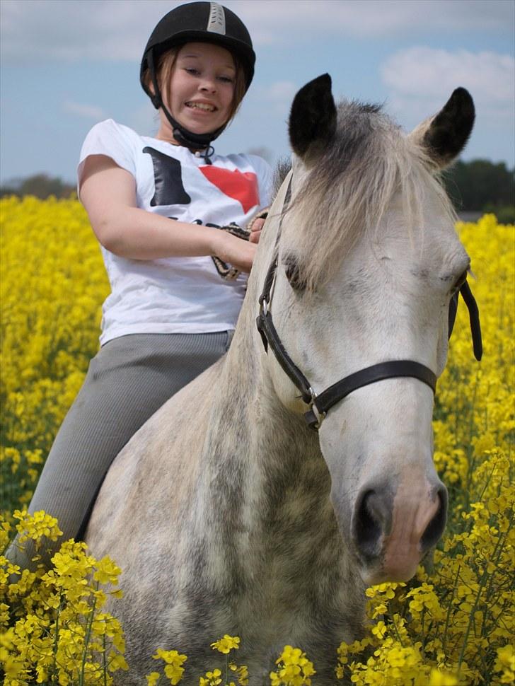 Gul Mark med 5 flotte ponyer! billede 55