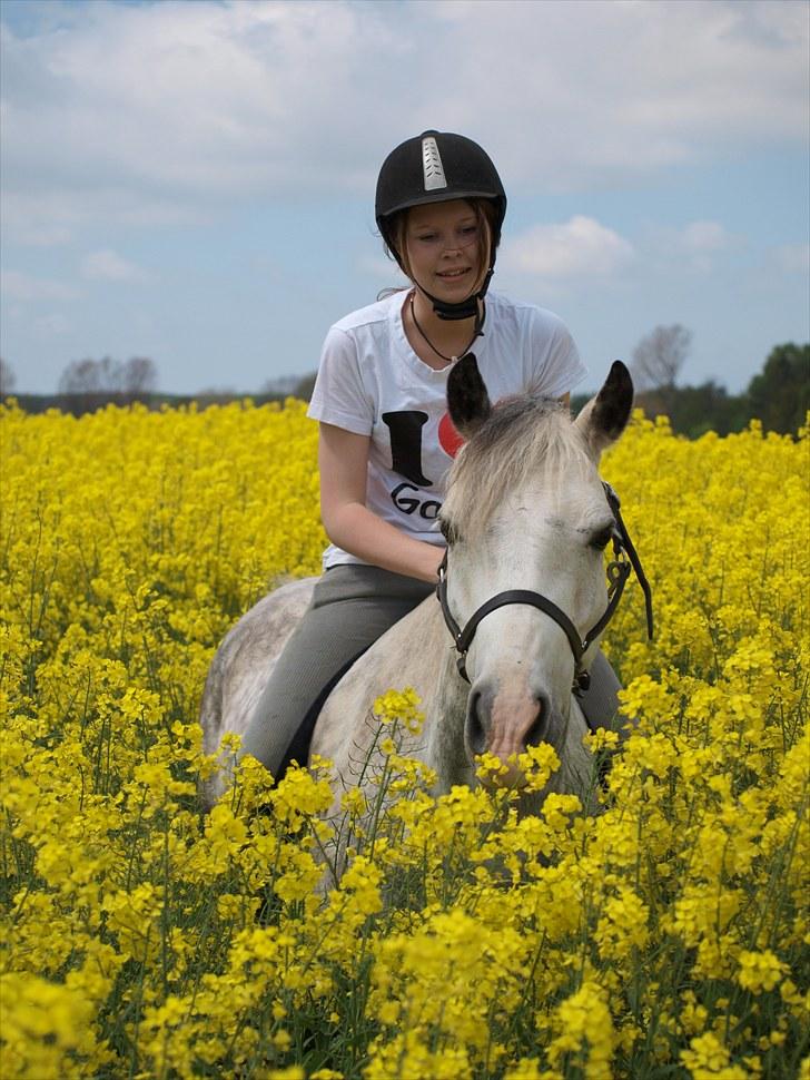 Gul Mark med 5 flotte ponyer! billede 56