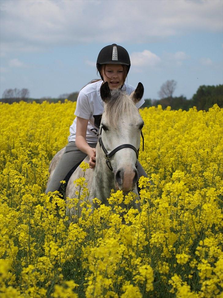 Gul Mark med 5 flotte ponyer! billede 57