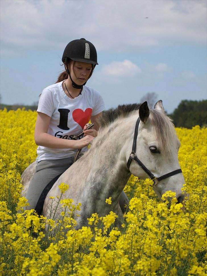 Gul Mark med 5 flotte ponyer! billede 58