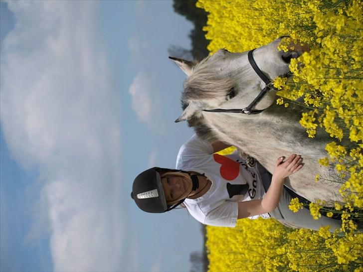 Gul Mark med 5 flotte ponyer! billede 59