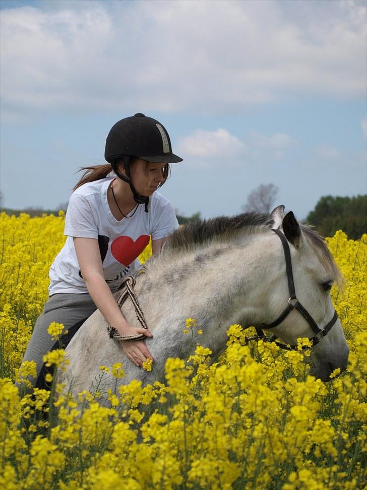 Gul Mark med 5 flotte ponyer! billede 60